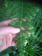 Araucaria heterophylla