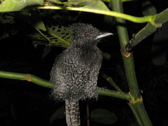 Frederickena unduliger