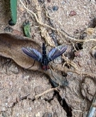 Ocyptamus dimidiatus