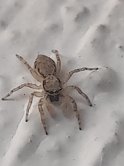 Menemerus bivittatus