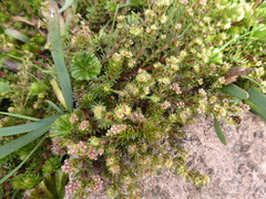 Alchemilla hispidula