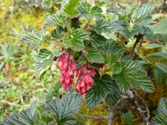 Ribes andicola