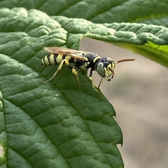 Philanthus multimaculatus