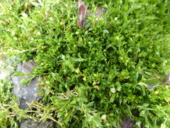 Arenaria parvifolia