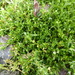 Arenaria parvifolia - Photo (c) danplant, alguns direitos reservados (CC BY-NC), uploaded by danplant