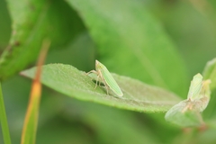 Draeculacephala crassicornis