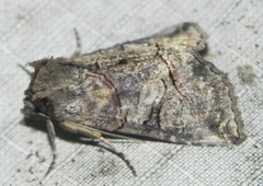 Abrostola urentis