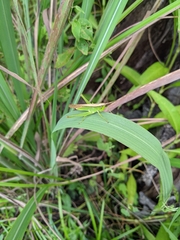 Stenacris vitreipennis