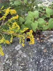 Lycomorpha pholus