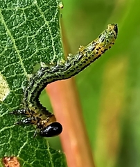 Euura miliaris