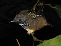 Hylophylax naevius