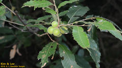 Trichagalma formosana