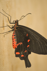 Pachliopta kotzebuea