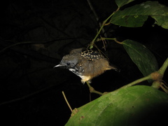 Hylophylax naevius