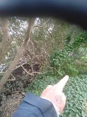 Araucaria heterophylla