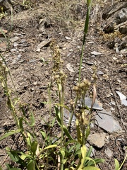 Penstemon attenuatus