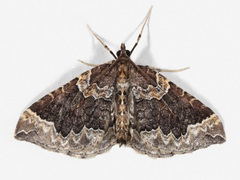 Eulithis flavibrunneata
