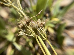 Penstemon attenuatus