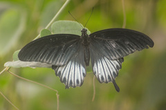 Papilio lowii