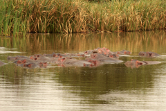 Hippopotamus amphibius