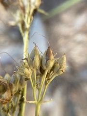 Penstemon attenuatus