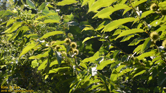 Castanea crenata