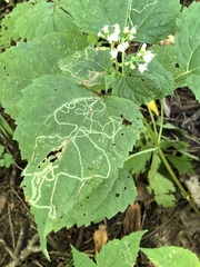 Liriomyza eupatoriella