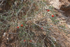 Ibervillea tenuisecta