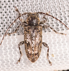 Aegomorphus modestus