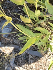 Penstemon attenuatus