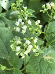 Liriomyza eupatoriella