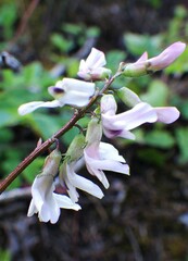 Astragalus robbinsii