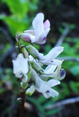 Astragalus robbinsii