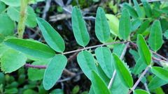 Astragalus robbinsii