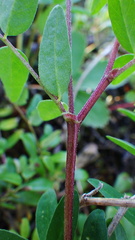 Astragalus robbinsii