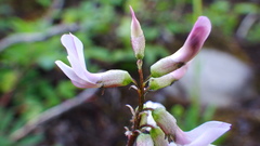 Astragalus robbinsii