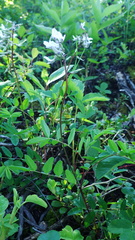 Astragalus robbinsii