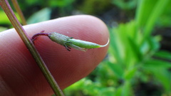 Astragalus robbinsii