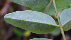 Astragalus robbinsii