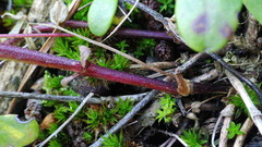 Astragalus robbinsii