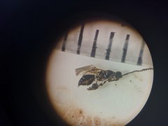 Diapriinae