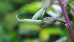 Astragalus robbinsii