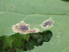 Pegomya depressiventris
