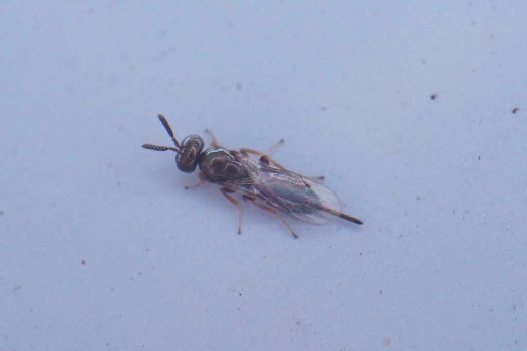 Roptrocerus