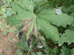 Pegomya depressiventris