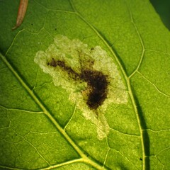 Pegomya depressiventris