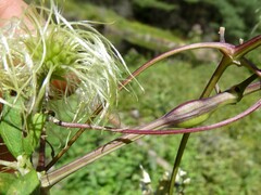 Neolasioptera clematidis