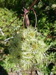 Neolasioptera clematidis