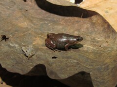 Chiasmocleis ventrimaculata