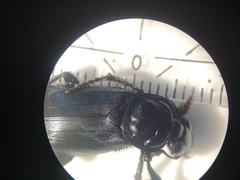 Nicrophorus humator